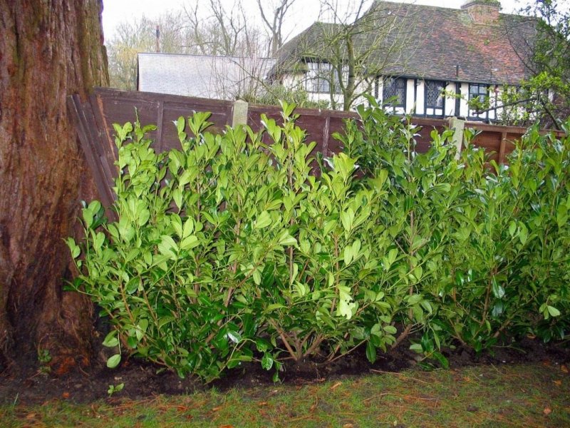 Кизильник блестящий Cotoneaster lucidus