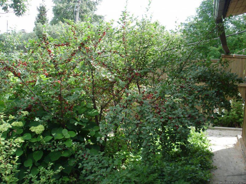 Войлочная вишня кустарник
