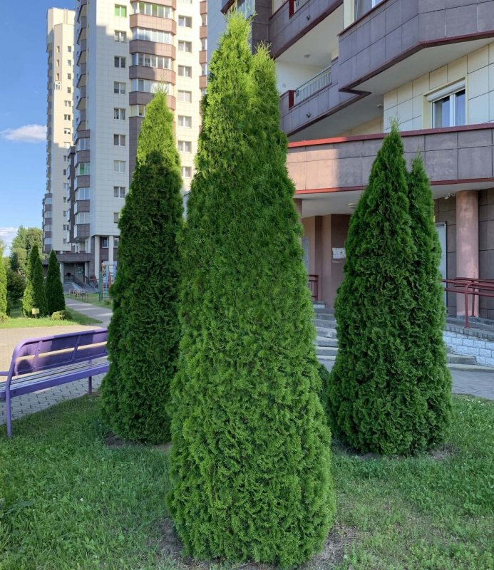 Хвоя туи
