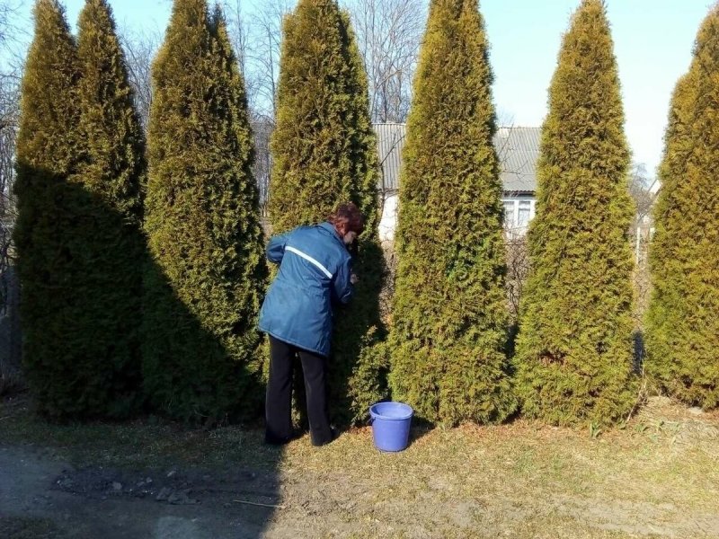 Thuja Smaragd Ball