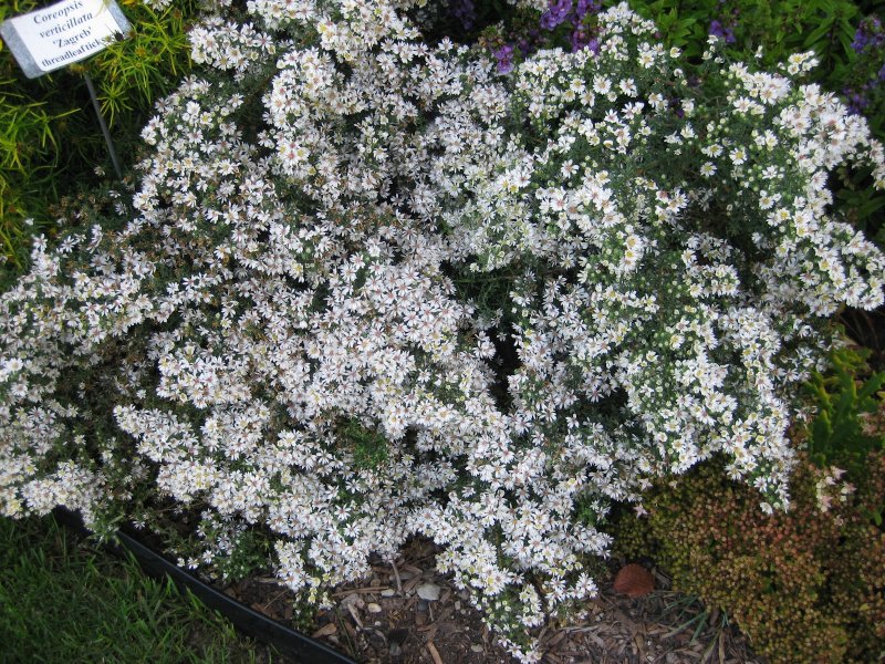 Астра Вересковая Aster ericoides