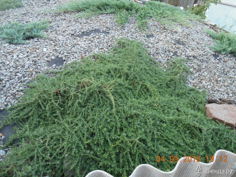 Астра Вересковая Aster ericoides
