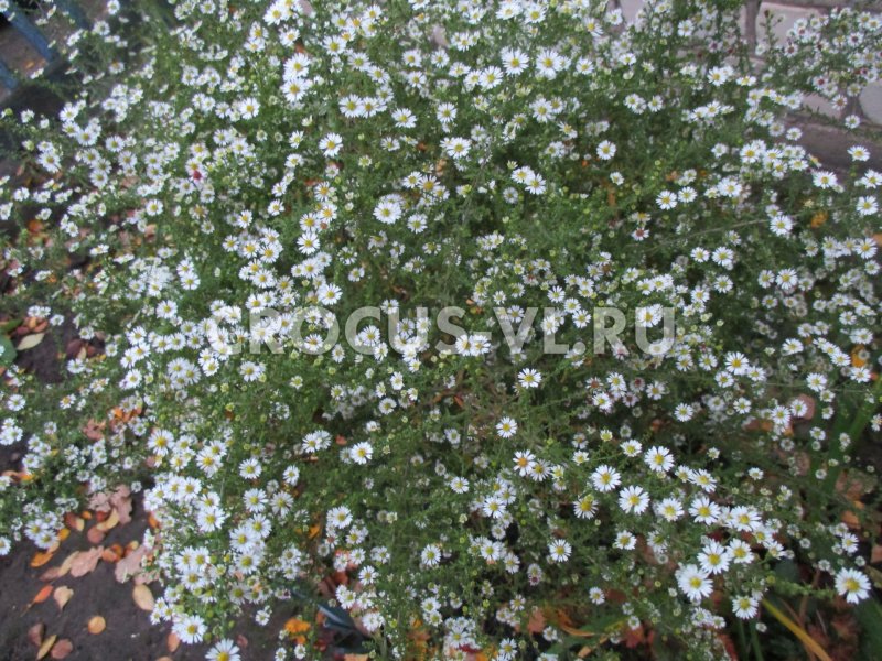 Астра Альпийская (Aster Alpinus)