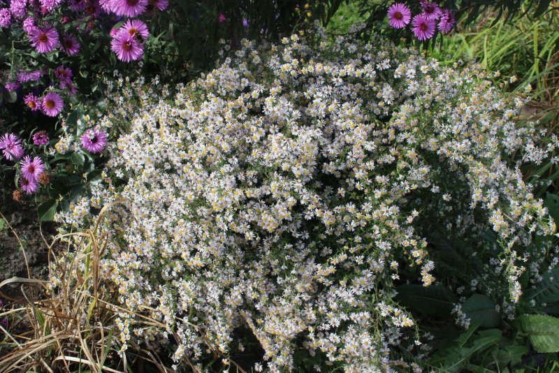Aster ericoides Snow Flurry