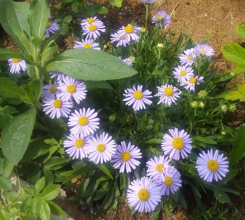 Астра Вересковая Aster ericoides