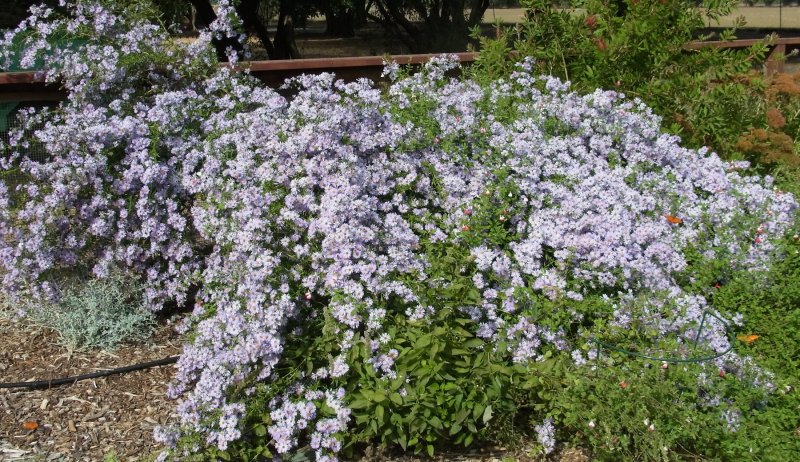 Астра Вересковая Aster ericoides