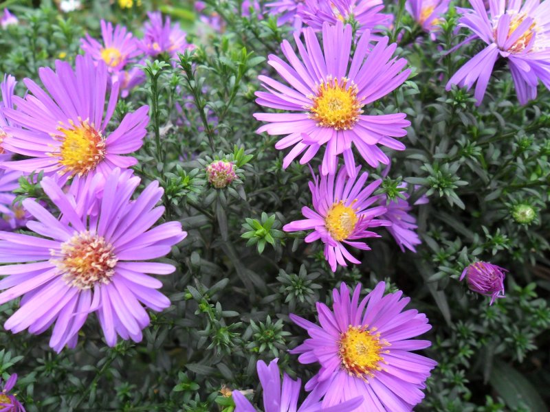 Aster Monte Cassino