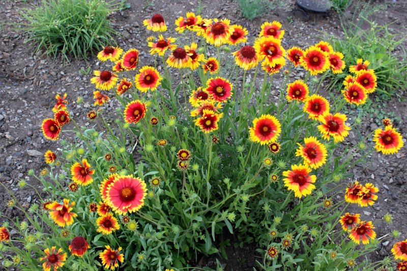 Гайлардия Gaillardia Foug.