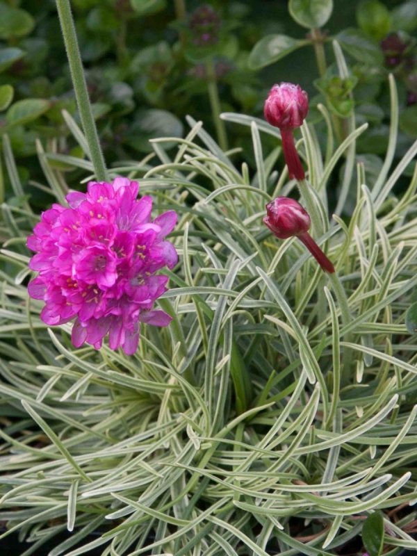 Армерия Приморская (Armeria maritima)