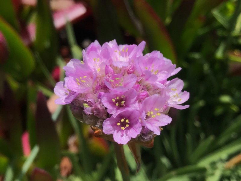 Армерия Приморская "rosea compacta"