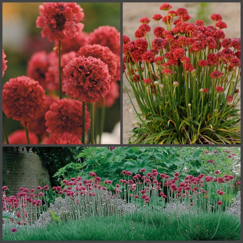 Армерия Приморская 'Ballerina Red'