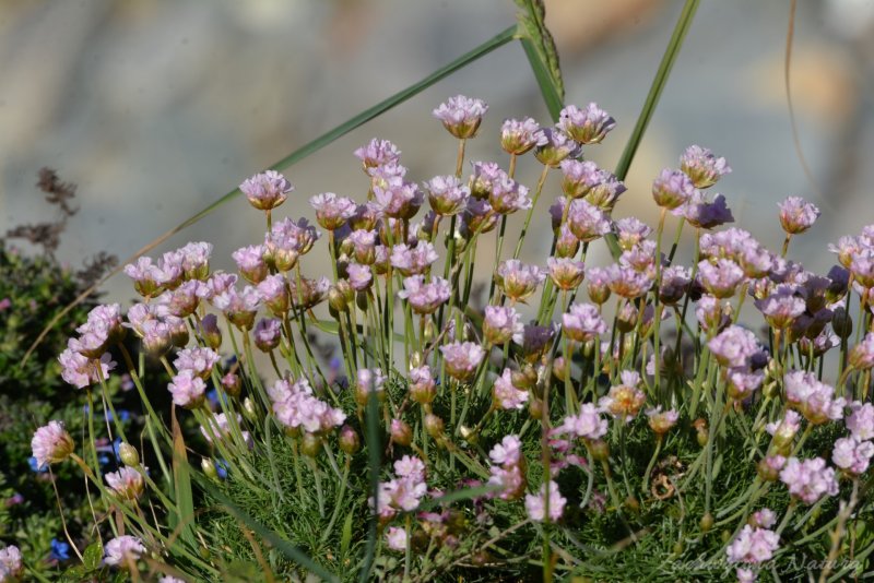 Армерия обыкновенная (Armeria vulgaris)