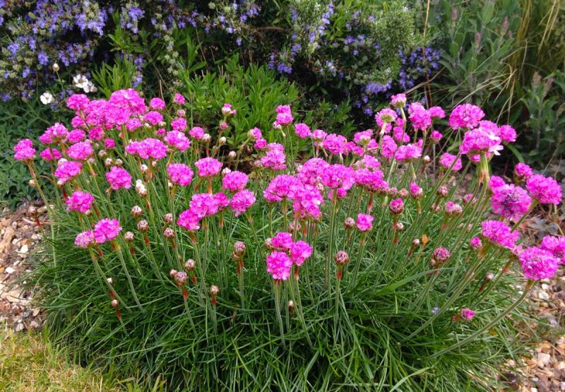 Армерия (Armeria)