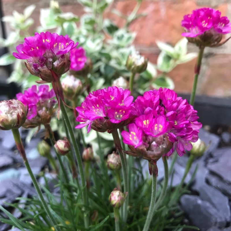 Armeria maritima 'splendens'