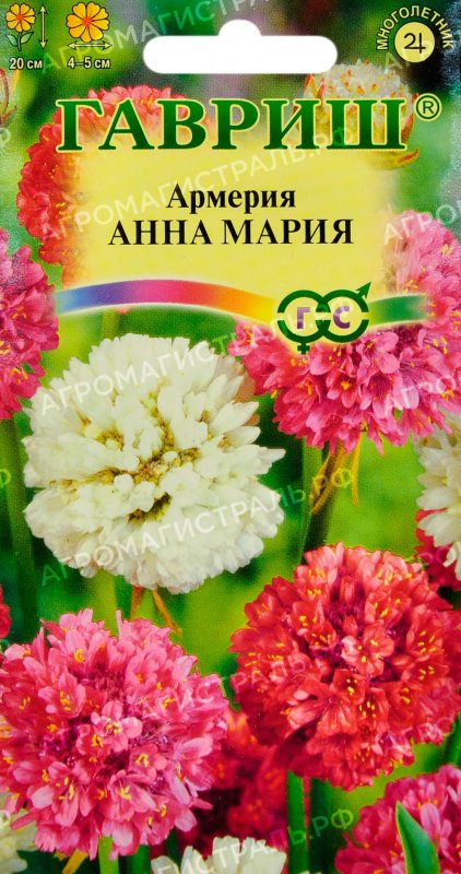 Армерия Луизианская Гавриш