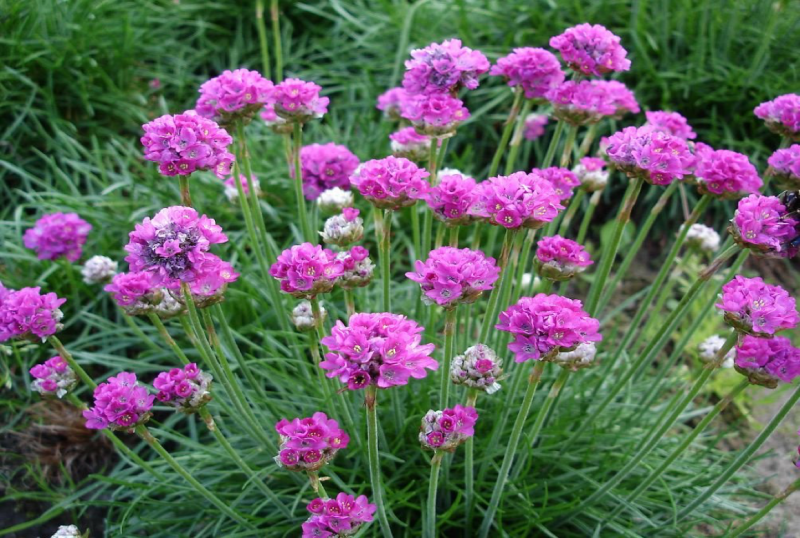Армерия Приморская (Armeria maritima)