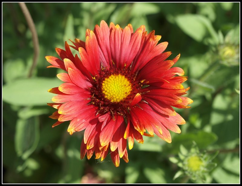 Гайлардия (Gaillardia Burgunder)