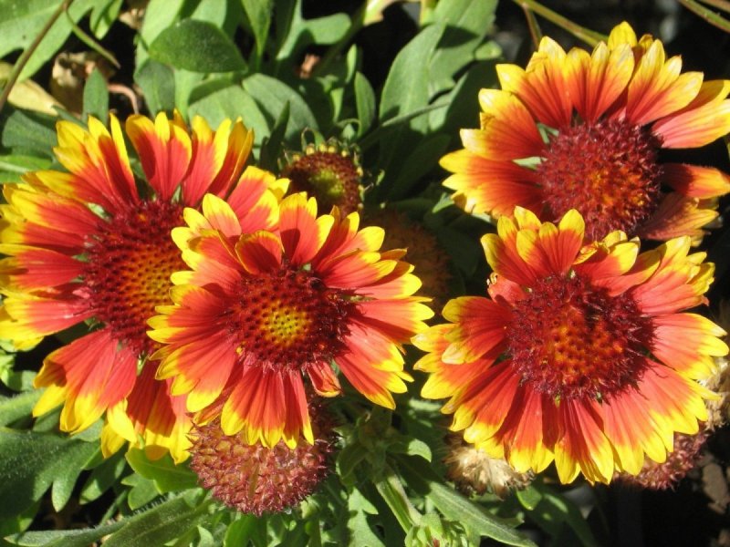 Гайлардия Аризона Gaillardia Arizona Sun