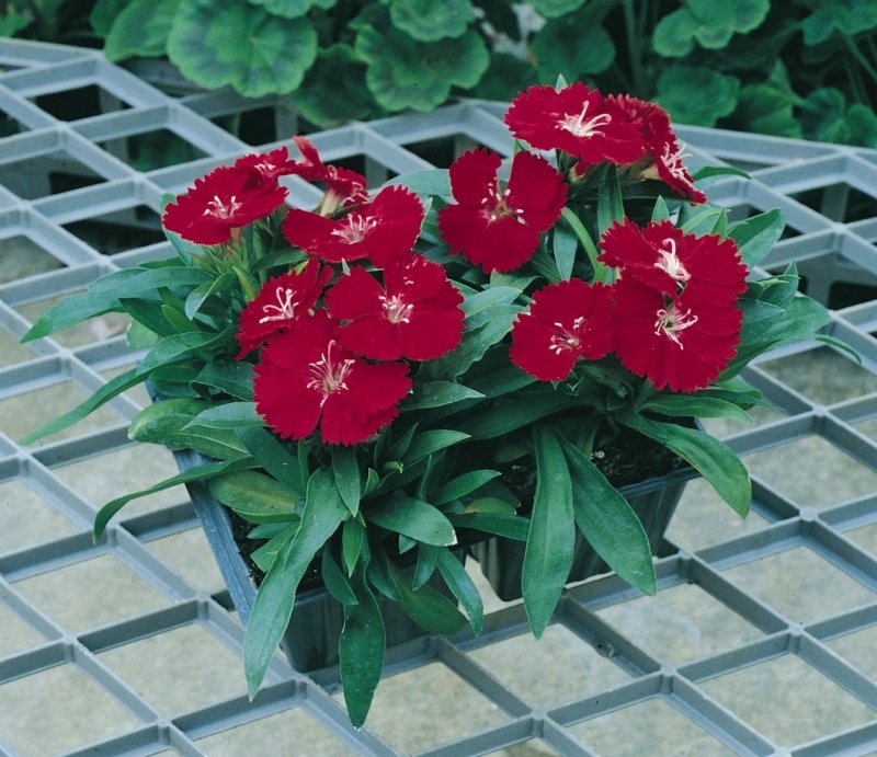 Гвоздика китайская (Dianthus chinensis) "Diana f1" (Crimson Picotee)