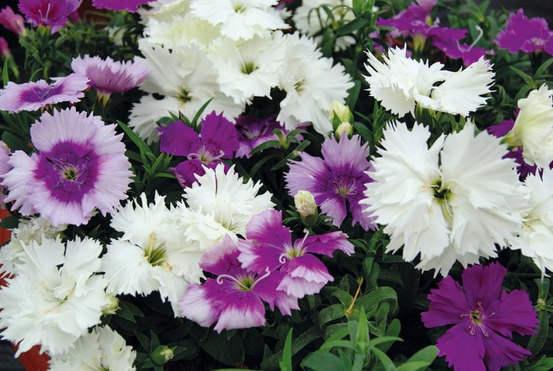 Dianthus chinensis гвоздика китайская