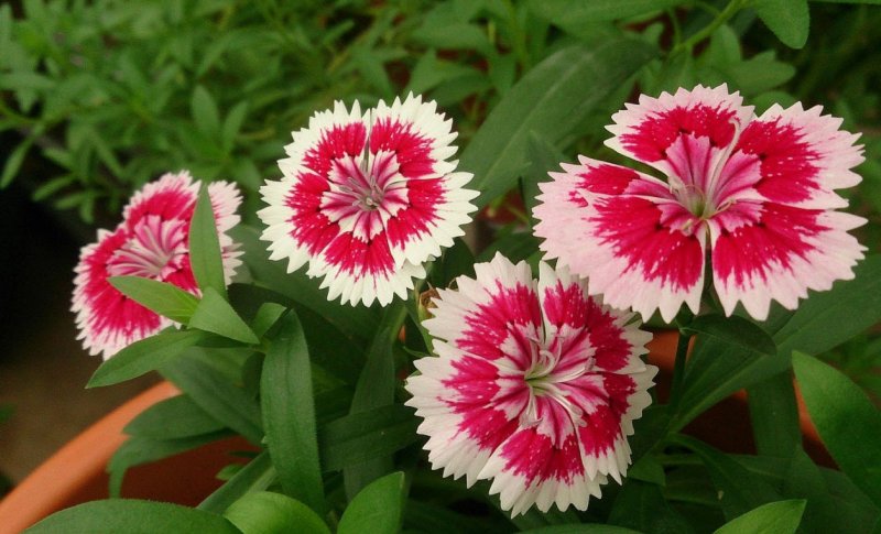Dianthus chinensis l. — гвоздика китайская