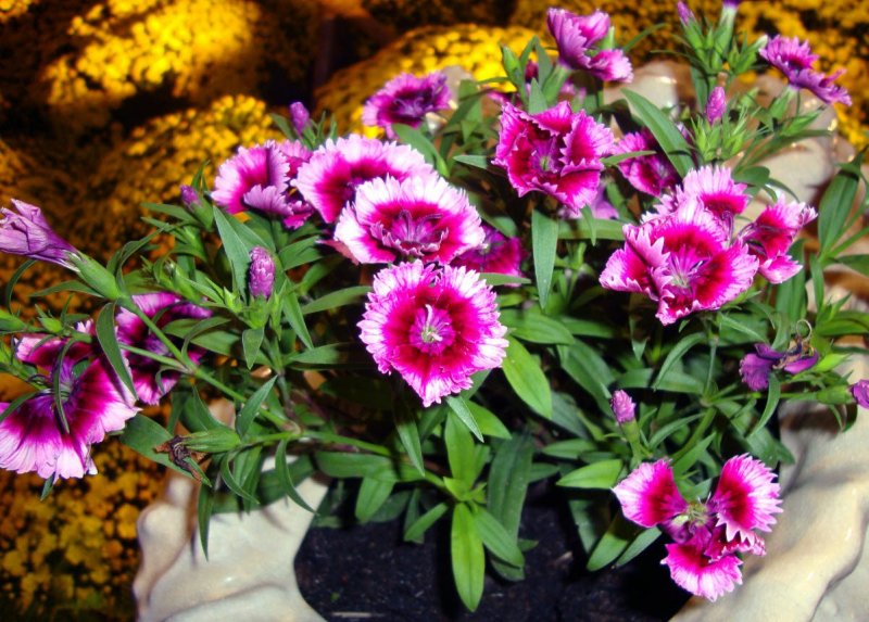 Dianthus chinensis