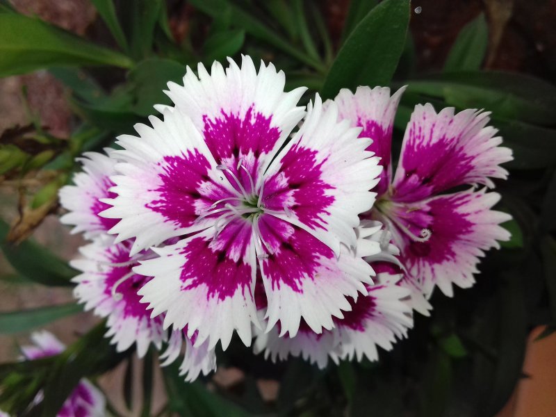 Dianthus chinensis гвоздика китайская