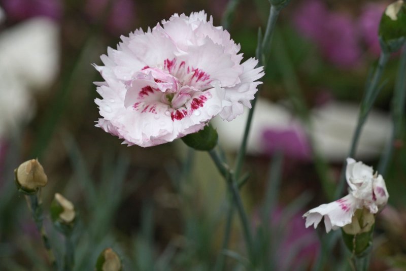 Гвоздика перистая Dianthus plumarius