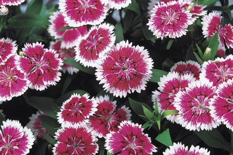 Dianthus chinensis гвоздика китайская