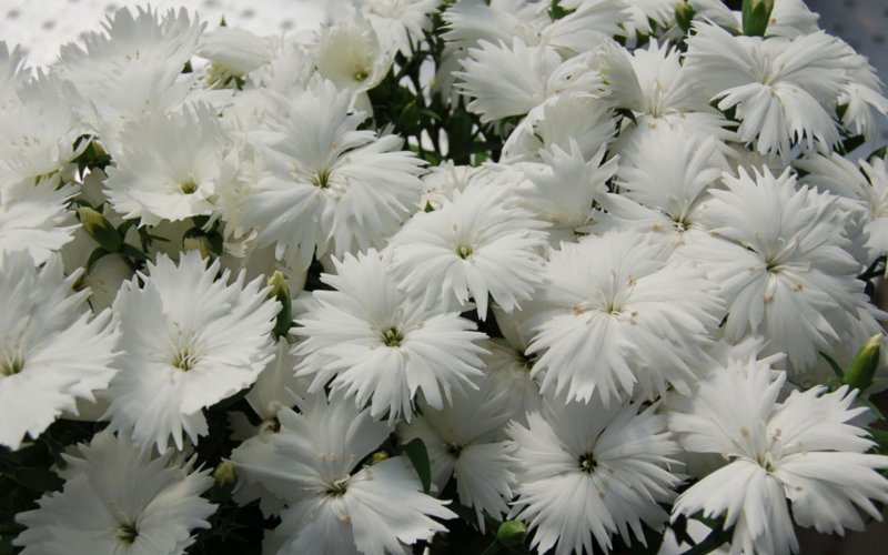Гвоздика Dianthus