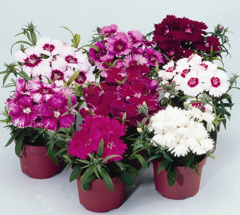 Гвоздика Dianthus Diana Mix