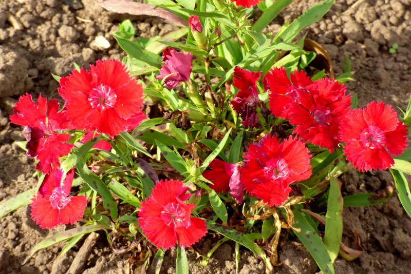 Dianthus chinensis l. — гвоздика китайская