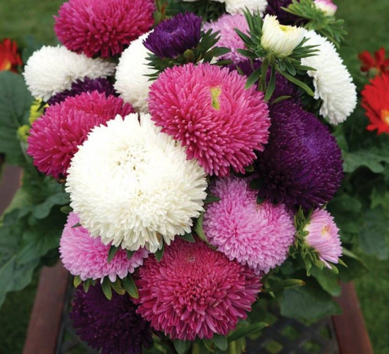 Астра chinensis Pink