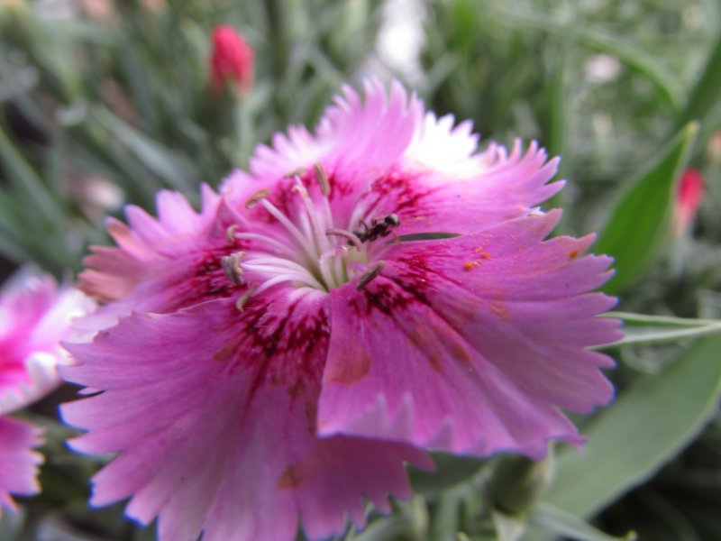 Гвоздика перистая Диана (Dianthus plumarius Diana)