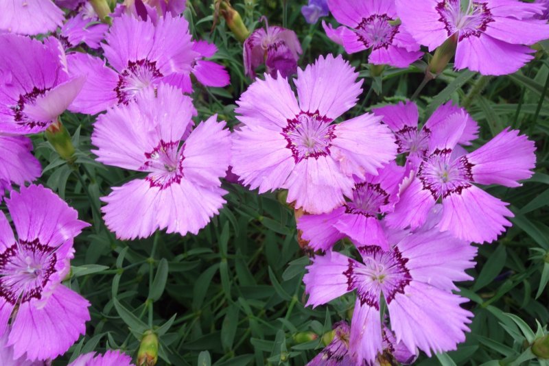 Dianthus chinensis l. — гвоздика китайская