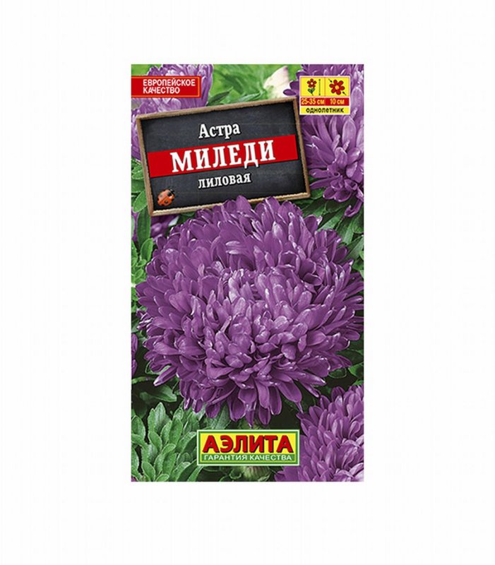 Астра низкорослая Миледи