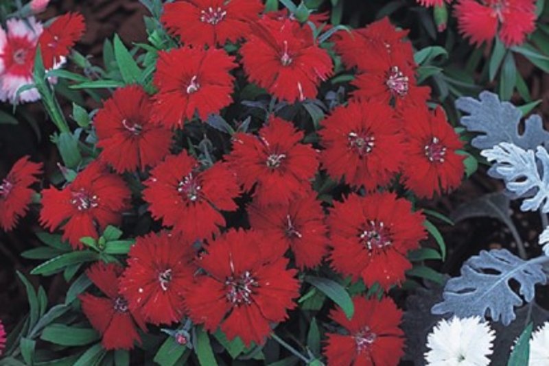 Гвоздика Diana Crimson