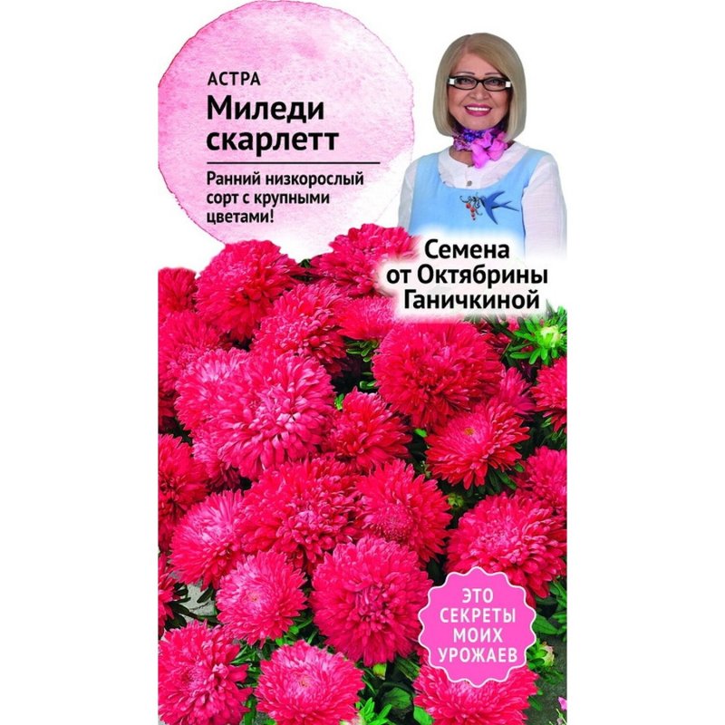 Астра китайская Миледи