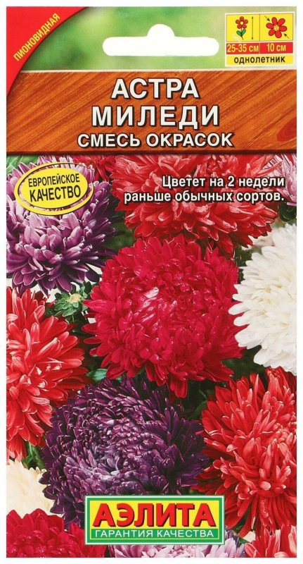 Астра однолетняя (Aster