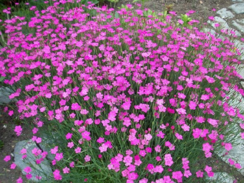 Гвоздика Альпийская (Dianthus alpinum `Rose Star`)