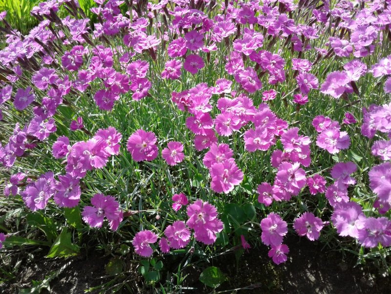 Гвоздика Dianthus gratianopolitanus Rubin