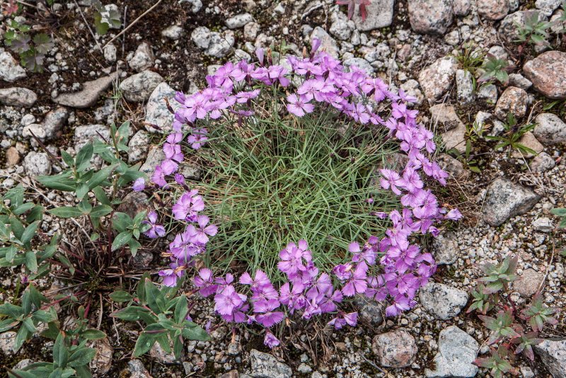 Гвоздика сизая Dianthus gratianopolitanus