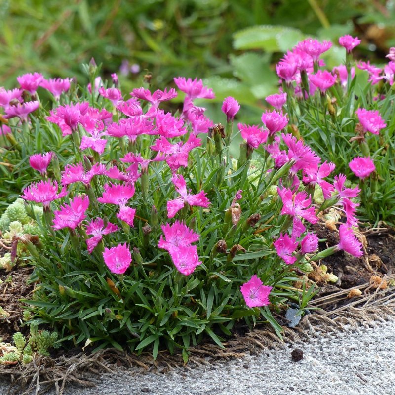 Гвоздика Альпийская Dianthus Alpinus