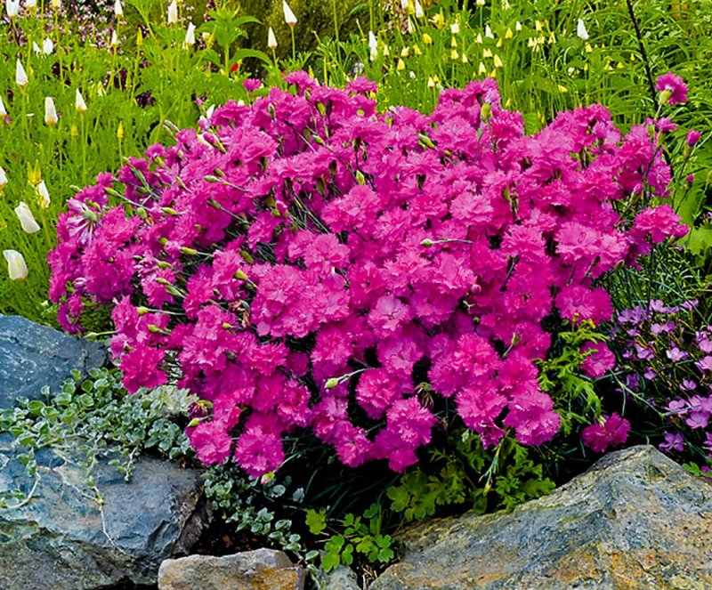 Гвоздика Альпийская Dianthus Alpinus