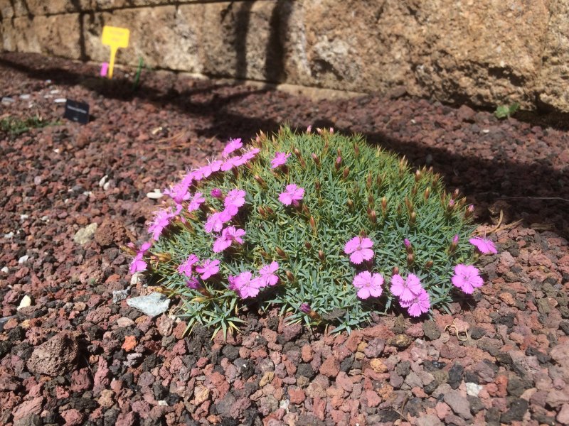 Гвоздика сизая Dianthus gratianopolitanus