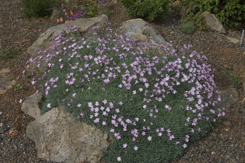 Гвоздика травянка (Dianthus deltoides)
