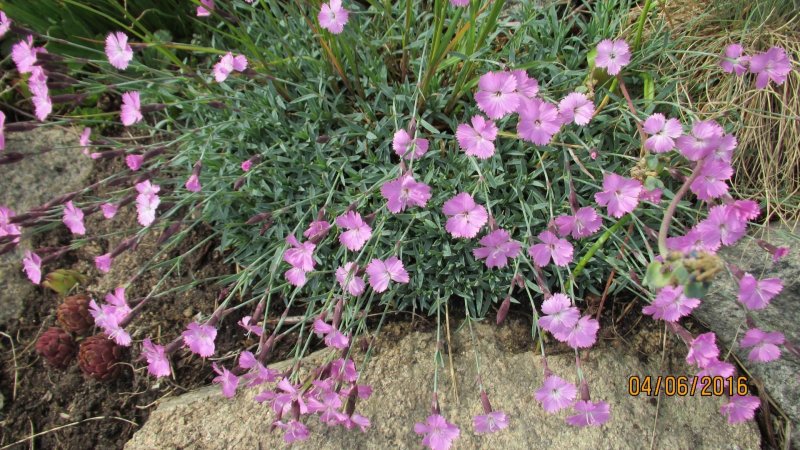 Гвоздика Альпийская Dianthus Alpinus
