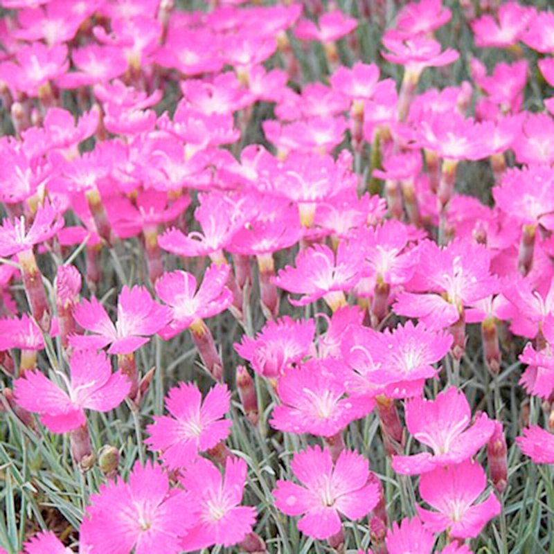 Гвоздика Альпийская Dianthus Alpinus