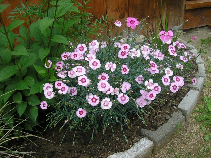 Гвоздика Dianthus Alpinus