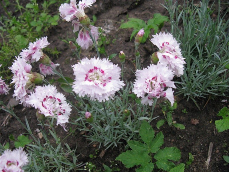Гвоздика Альпийская Dianthus Alpinus Rubin
